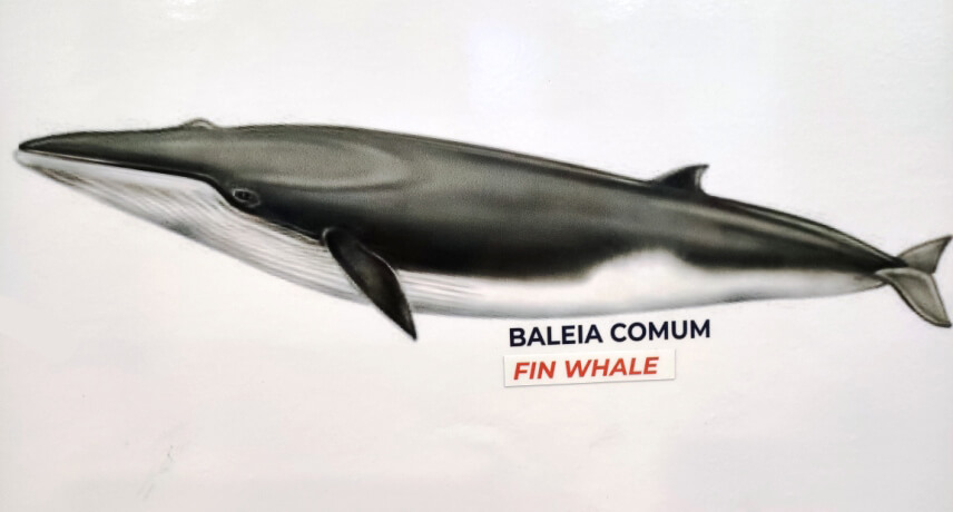 Fin Whale - Types of Whales in Madeira Island